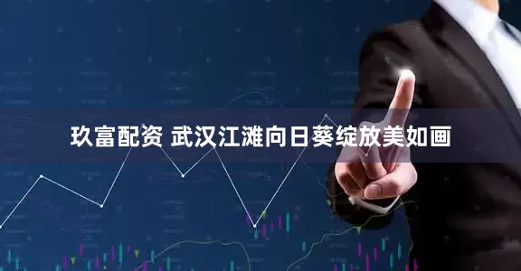 玖富配资 武汉江滩向日葵绽放美如画
